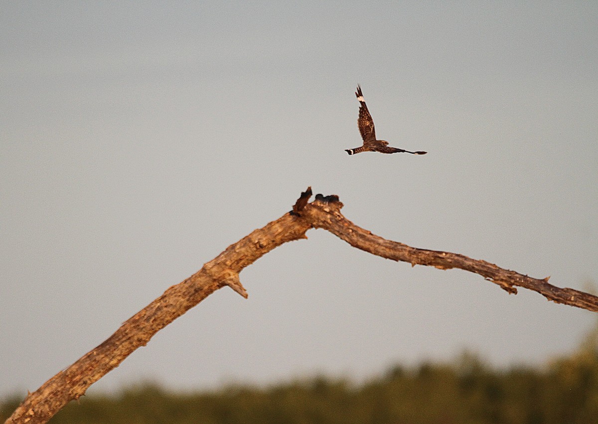 Lesser Nighthawk - ML639293611