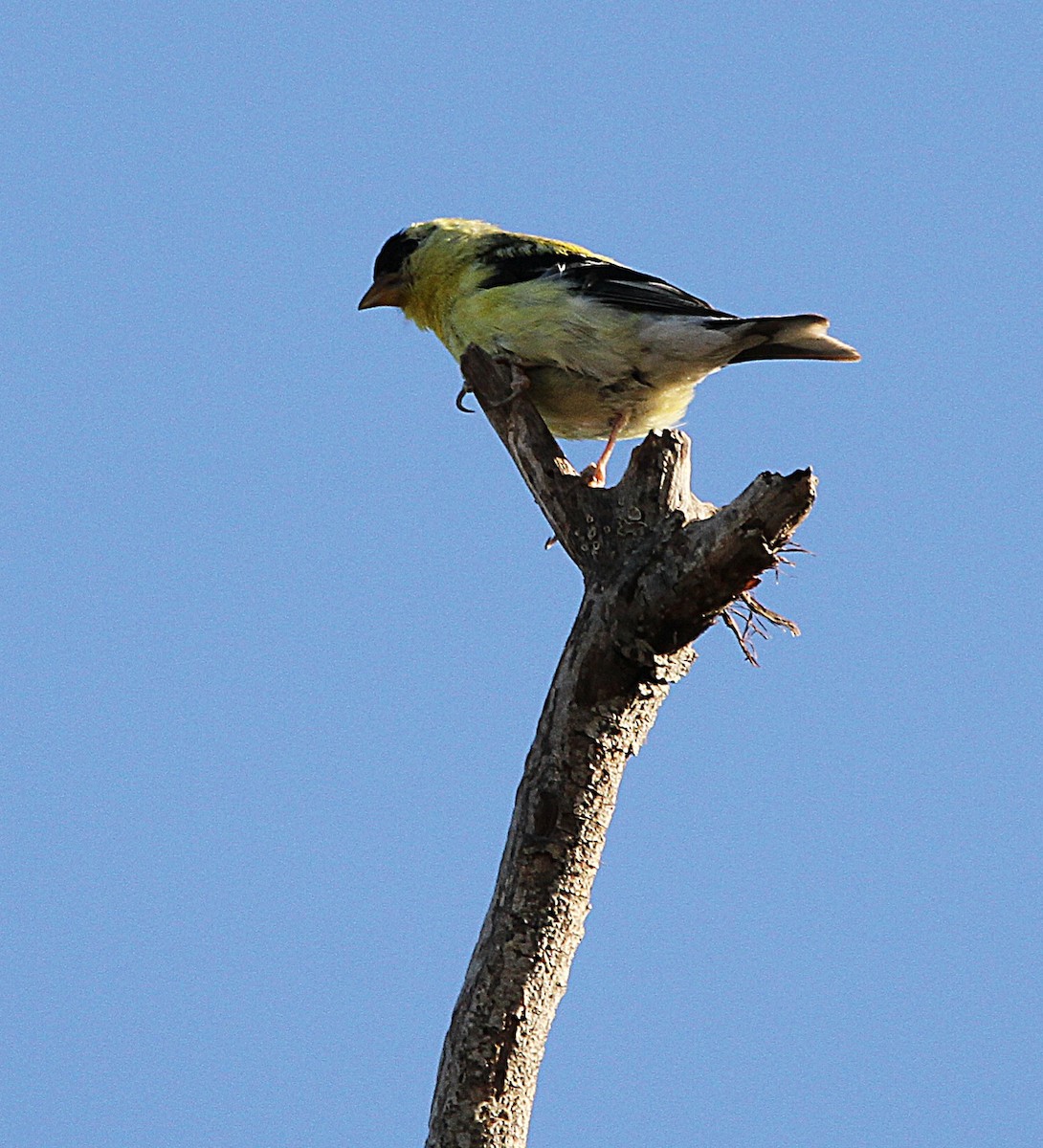 American Goldfinch - ML639293622