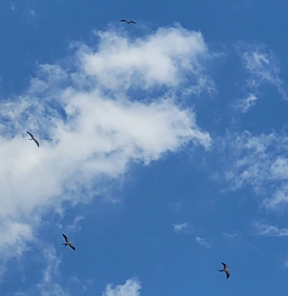 luňák vlaštovčí - ML639293645