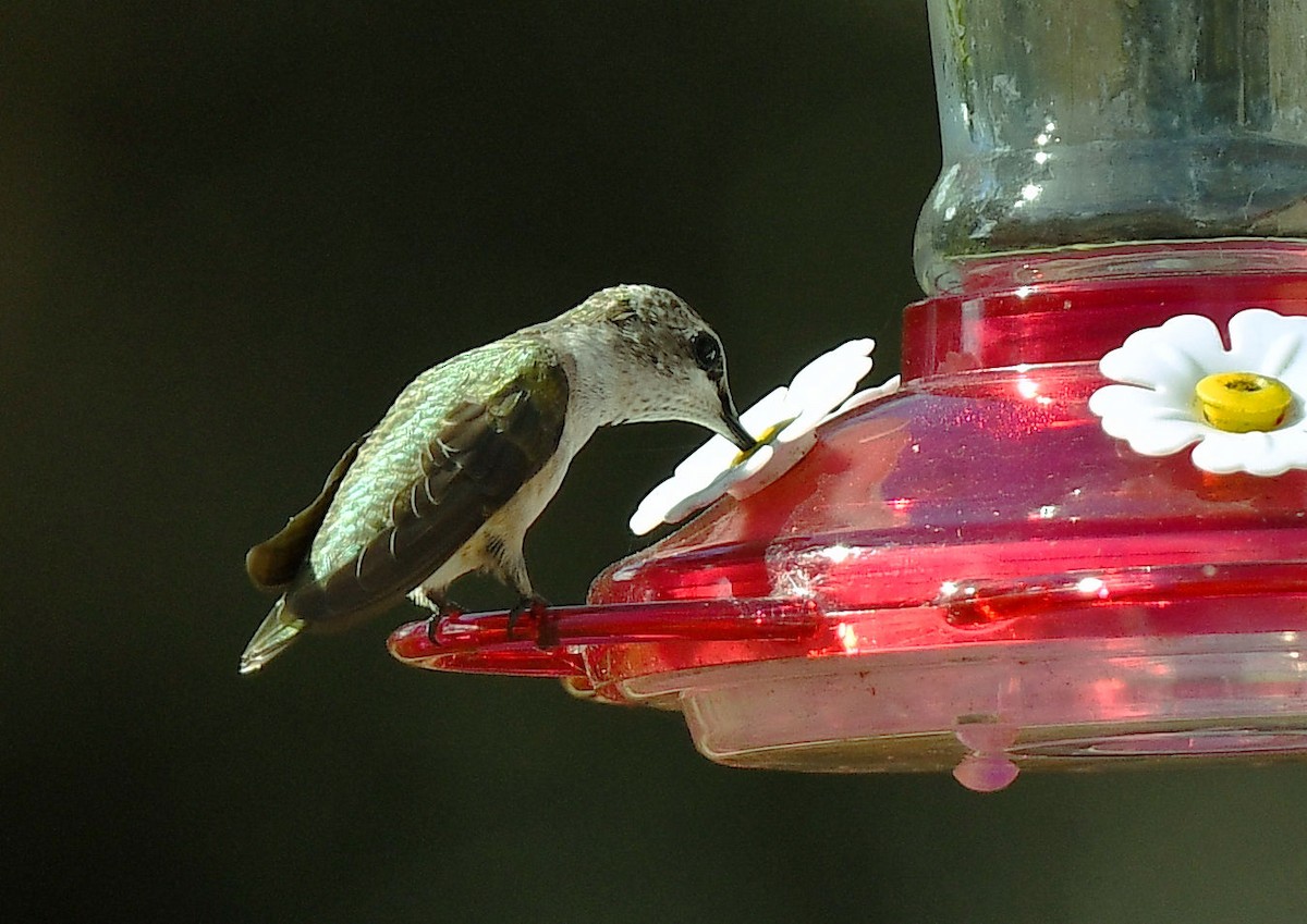 Ruby-throated Hummingbird - ML639293656
