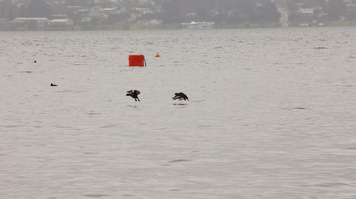 New Zealand Scaup - ML639293682