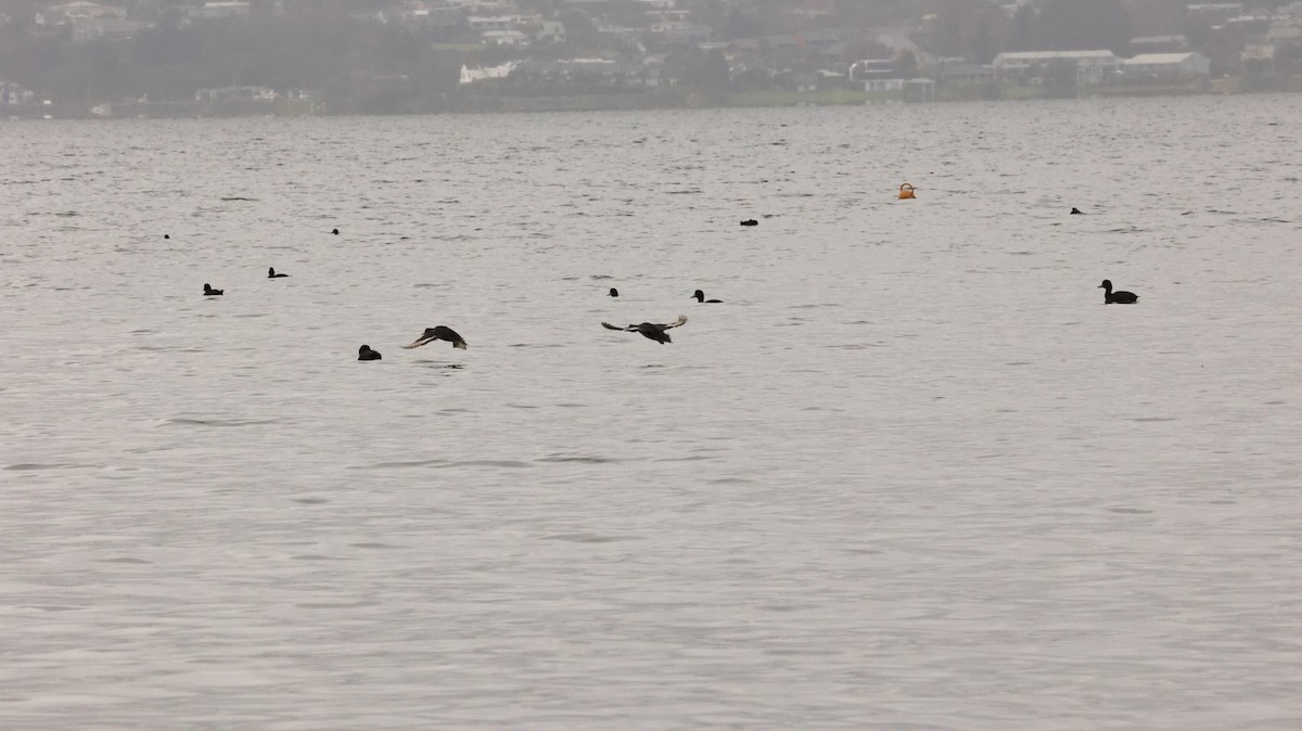 New Zealand Scaup - ML639293684