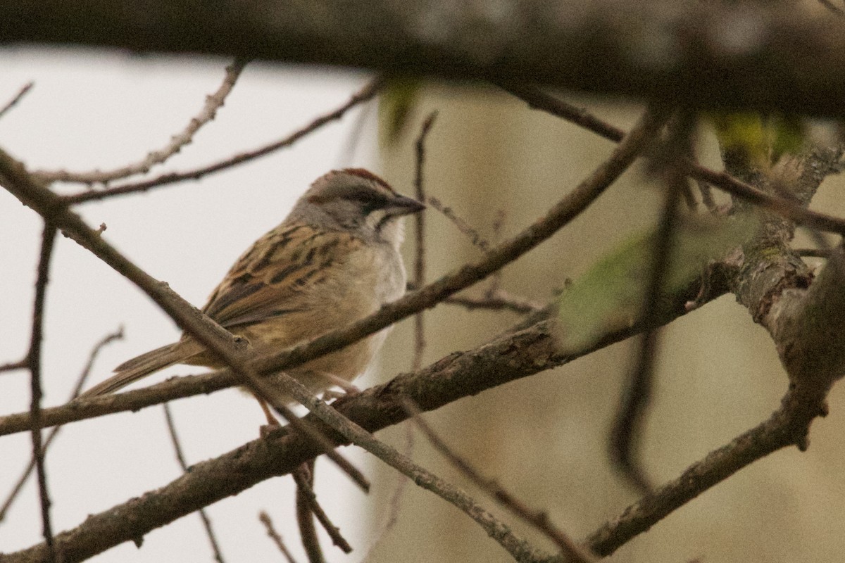 Yungas Sparrow - ML639293691