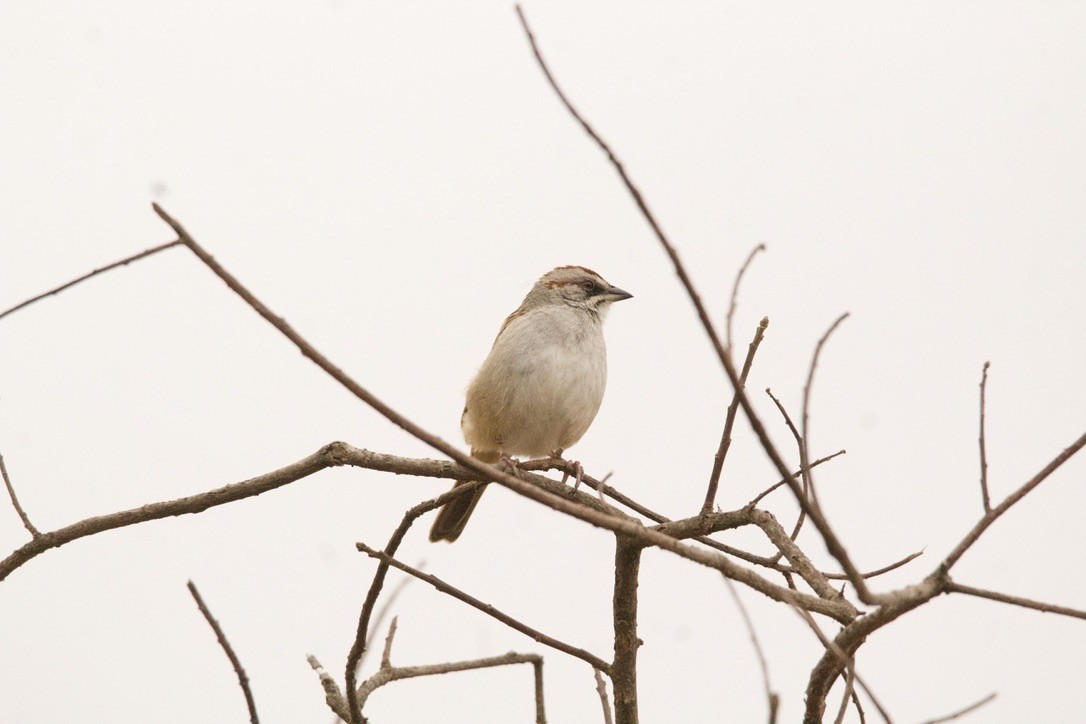 Yungas Sparrow - ML639293697