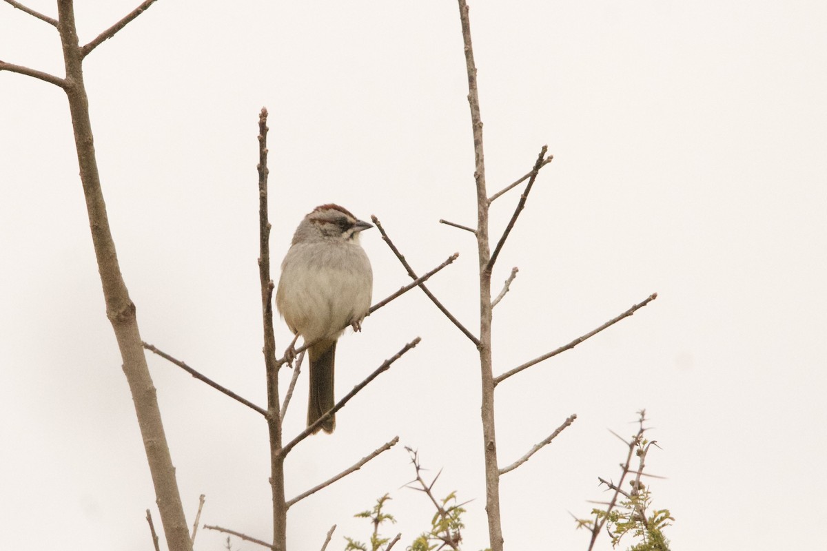 Yungas Sparrow - ML639293699