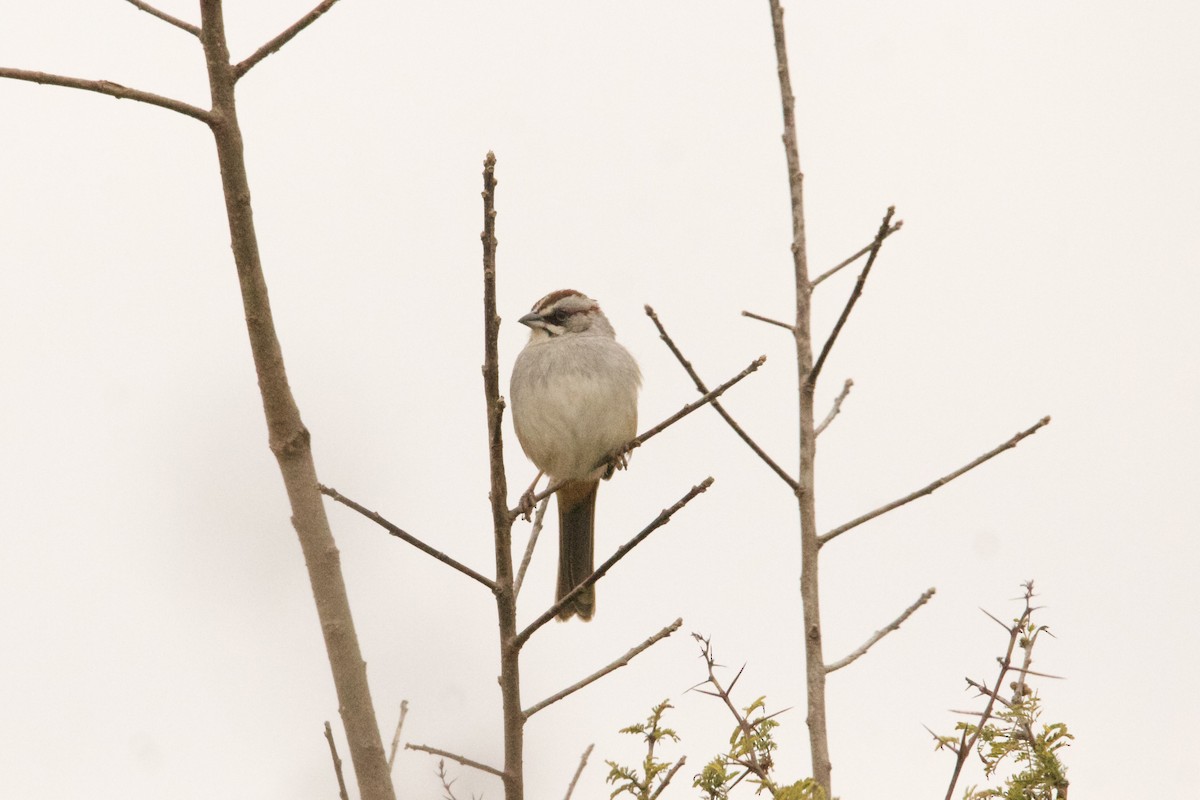 Yungas Sparrow - ML639293703