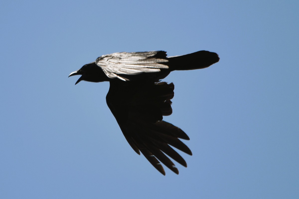 Fish Crow - ML639293723