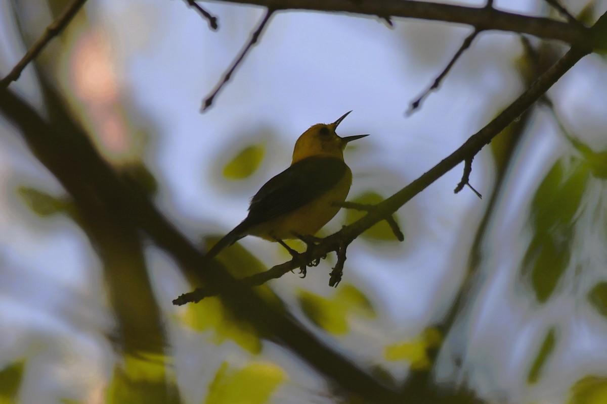 Prothonotary Warbler - ML639293736