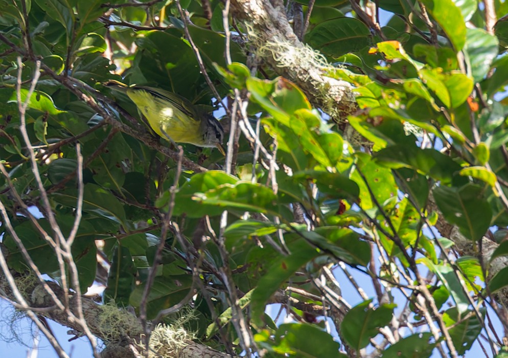 Island Leaf Warbler (New Guinea) - ML639293761