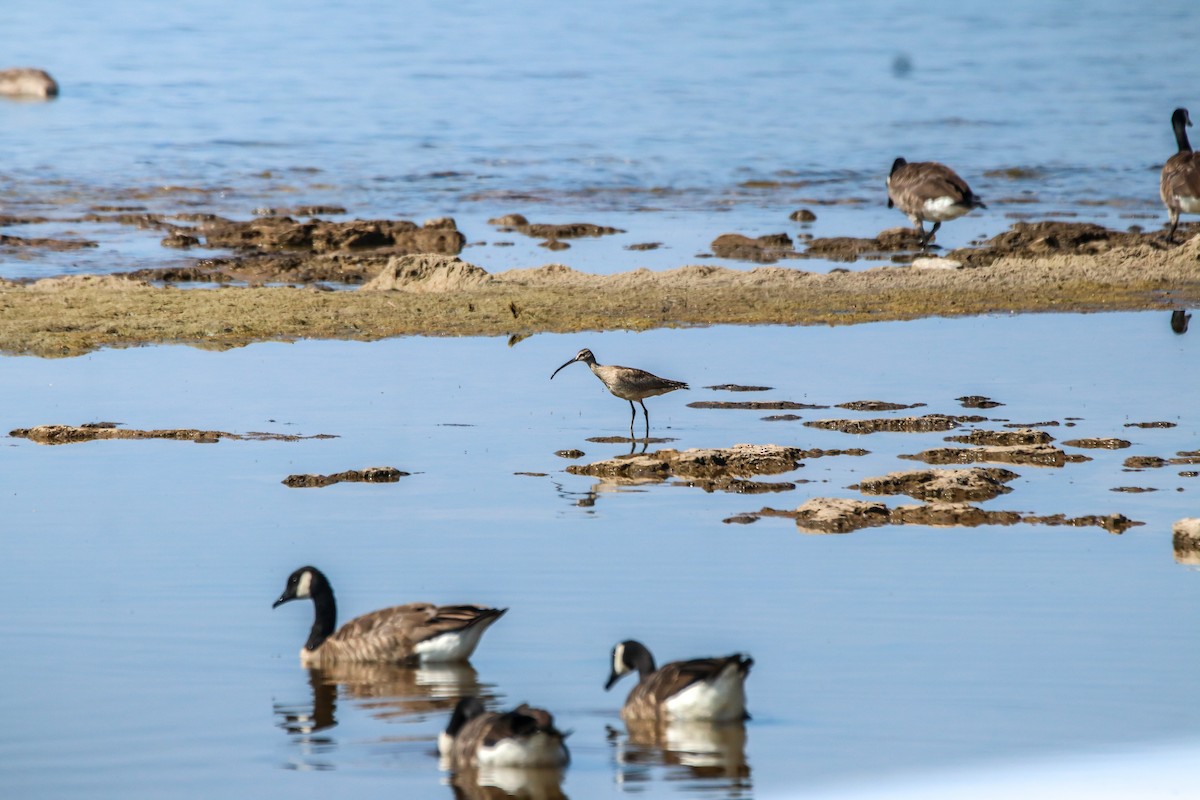 Hudsonian Whimbrel - Walter Parker