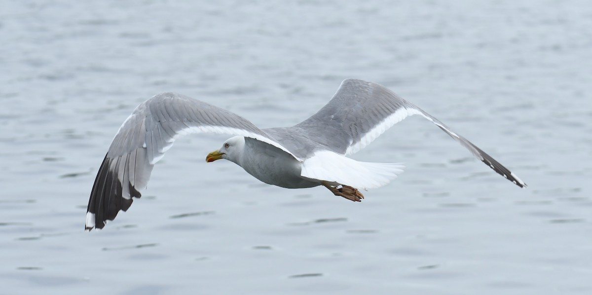 European Herring x Lesser Black-backed Gull (hybrid) - ML639293921