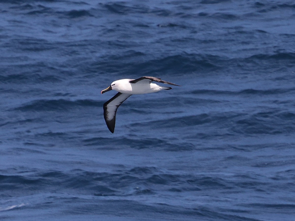Indian Yellow-nosed Albatross - ML639293935