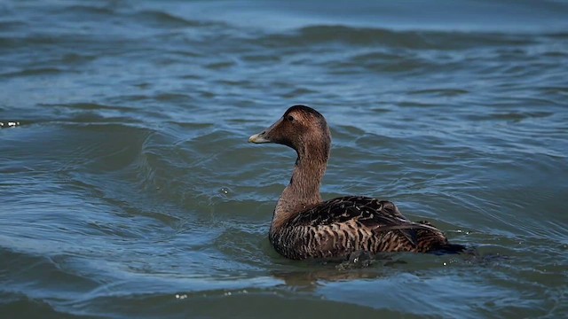 Common Eider (Dresser's) - ML639293936