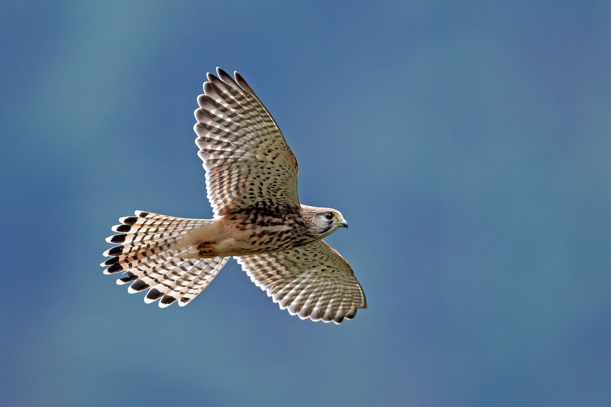 Turmfalke - ML639293947