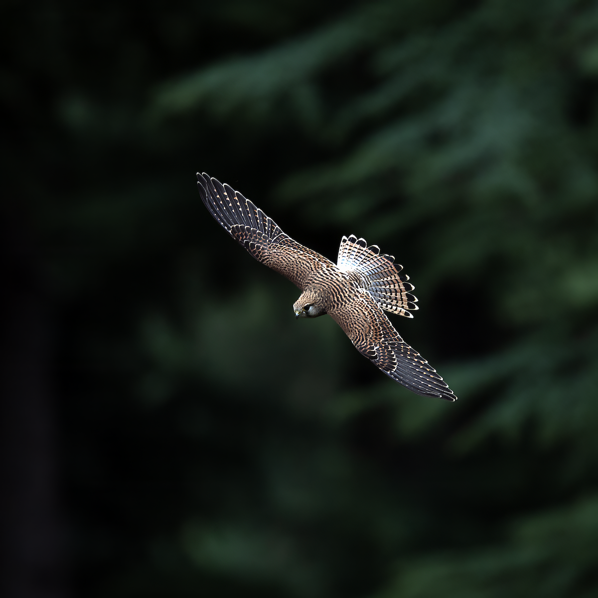 Turmfalke - ML639293948