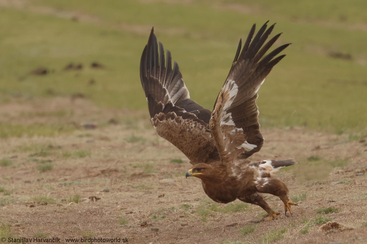 Steppe Eagle - ML639293979