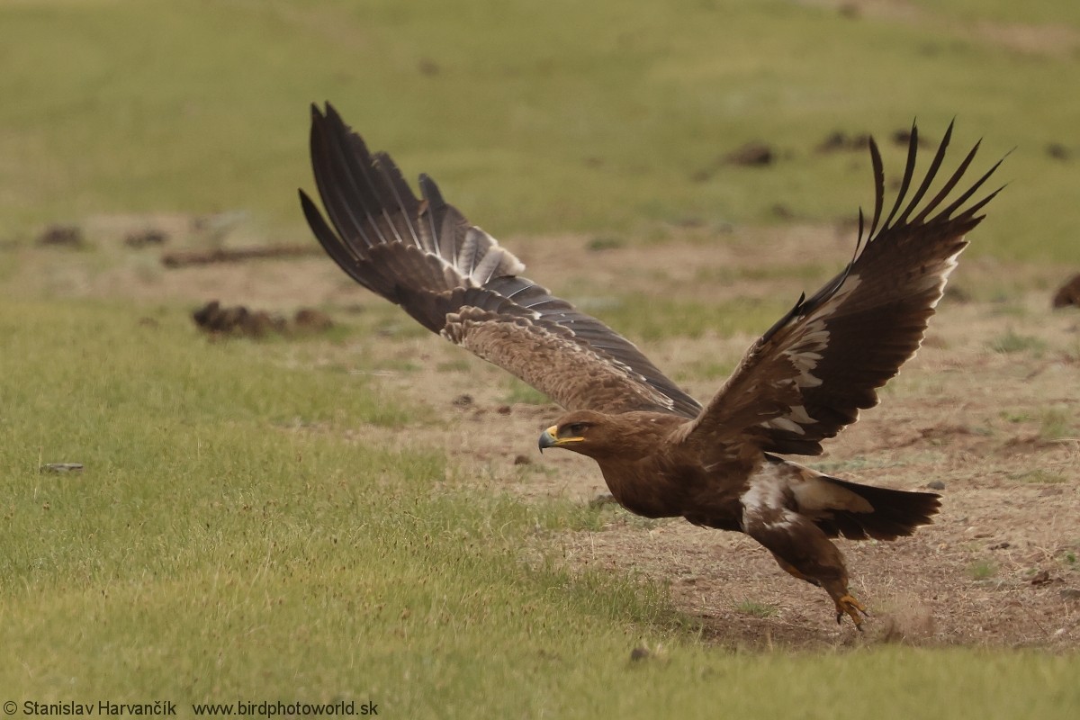 Steppe Eagle - ML639293980