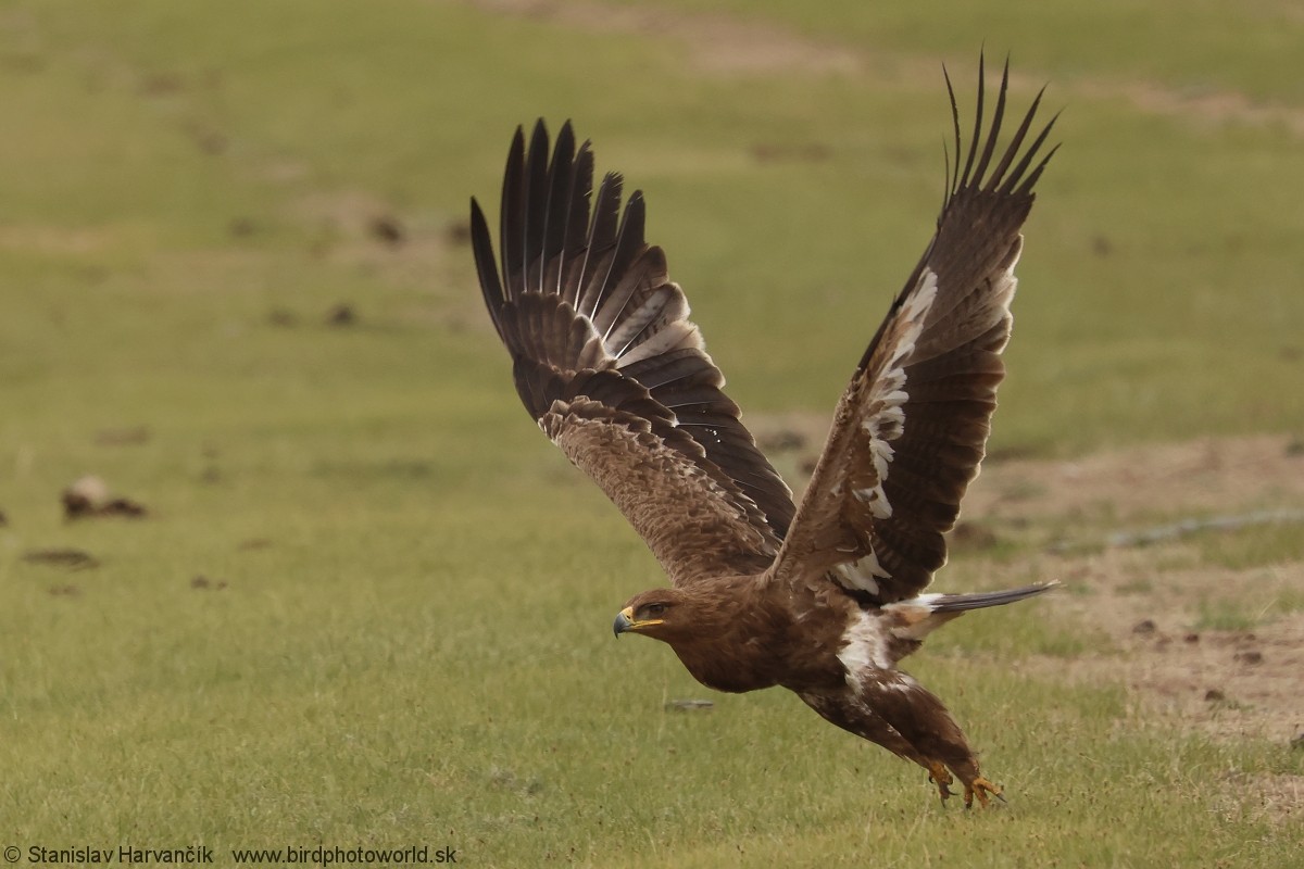 Steppe Eagle - ML639293981
