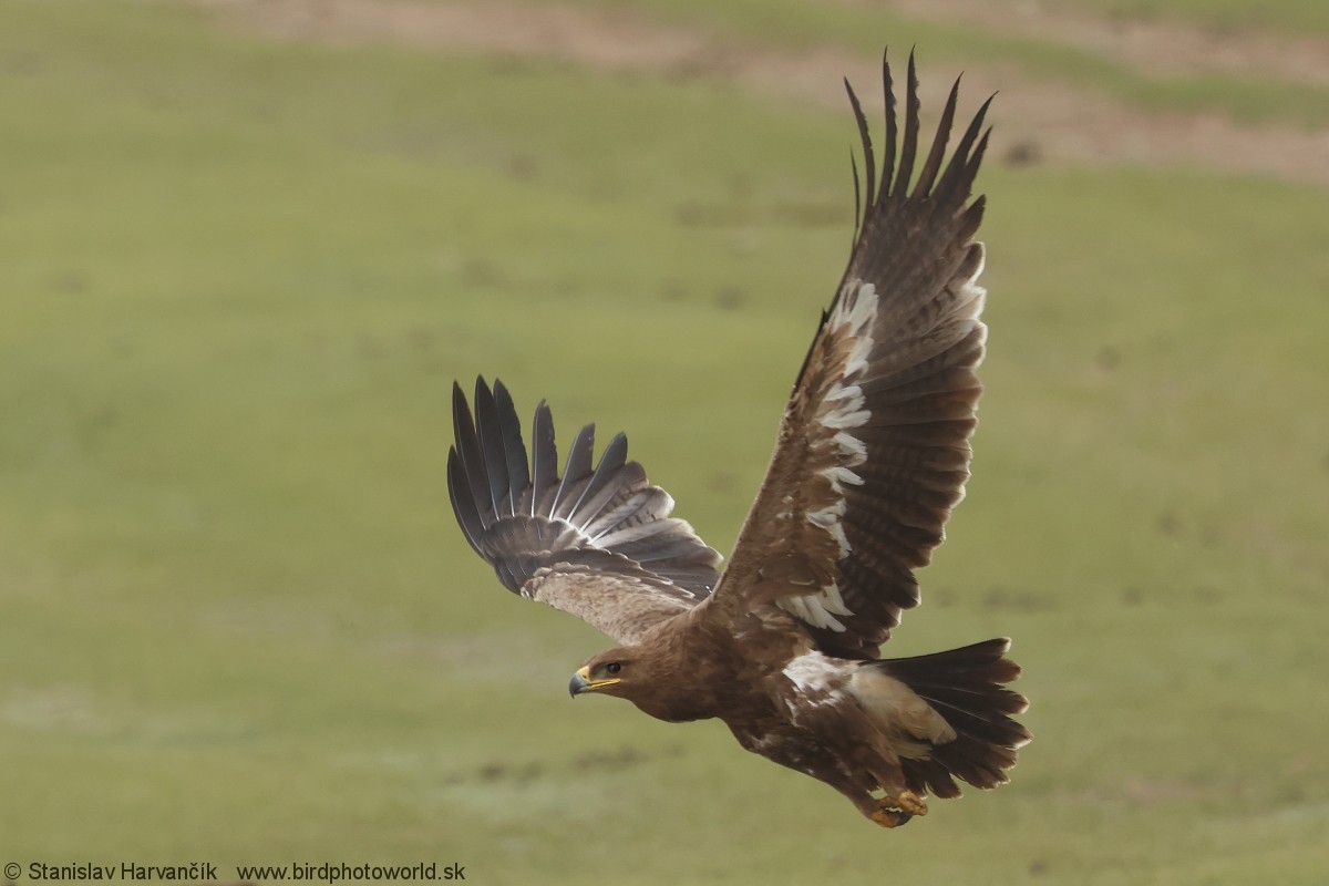 Steppe Eagle - ML639293985
