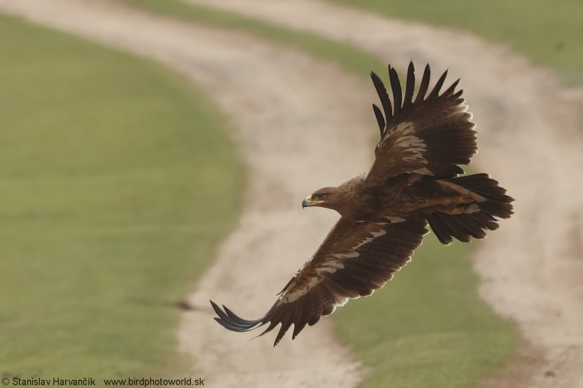 Steppe Eagle - ML639293987