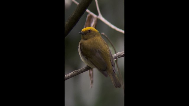 Yellow-headed Manakin - ML639294009