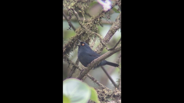 Deep-blue Flowerpiercer - ML639294116