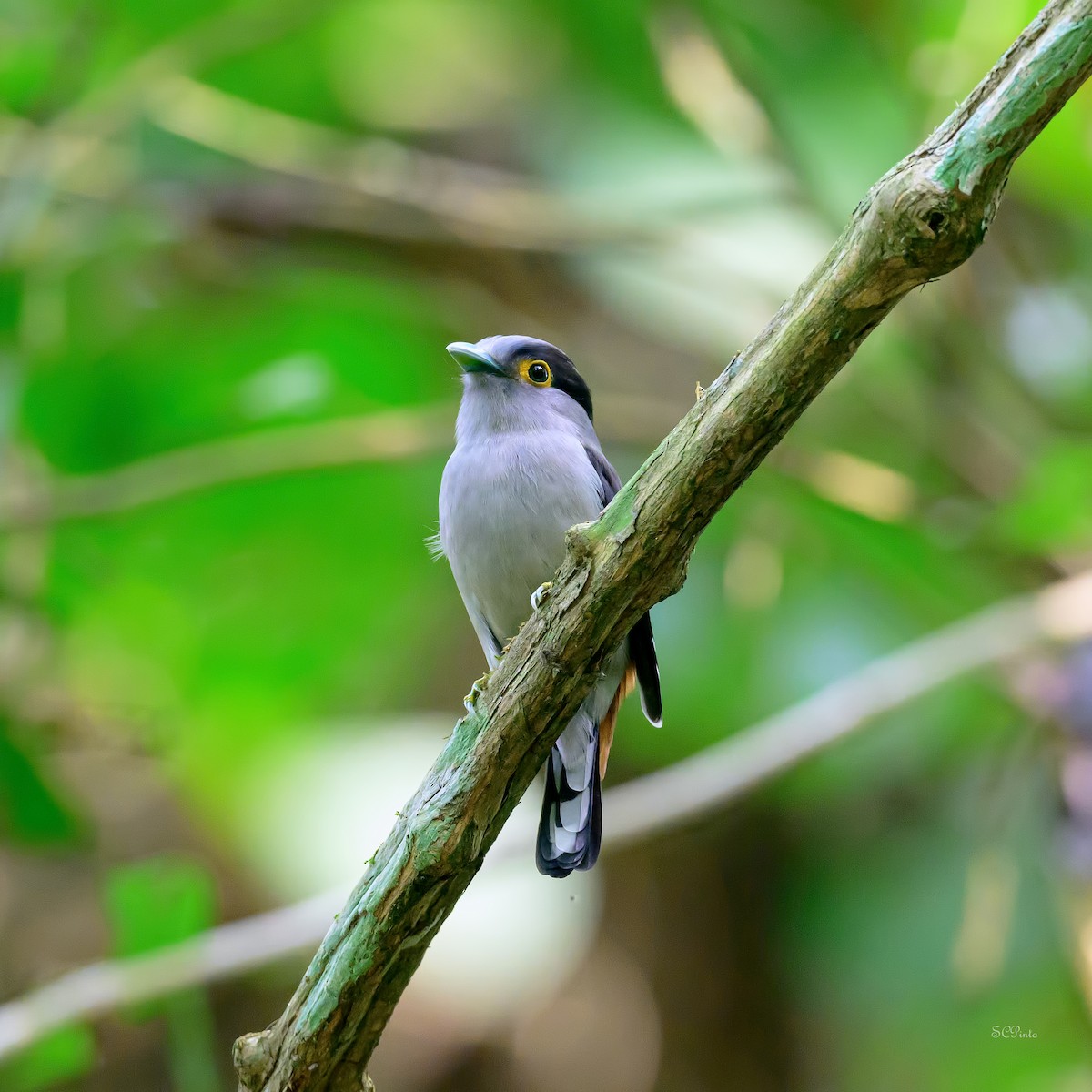 Gray-lored Broadbill - ML639294169