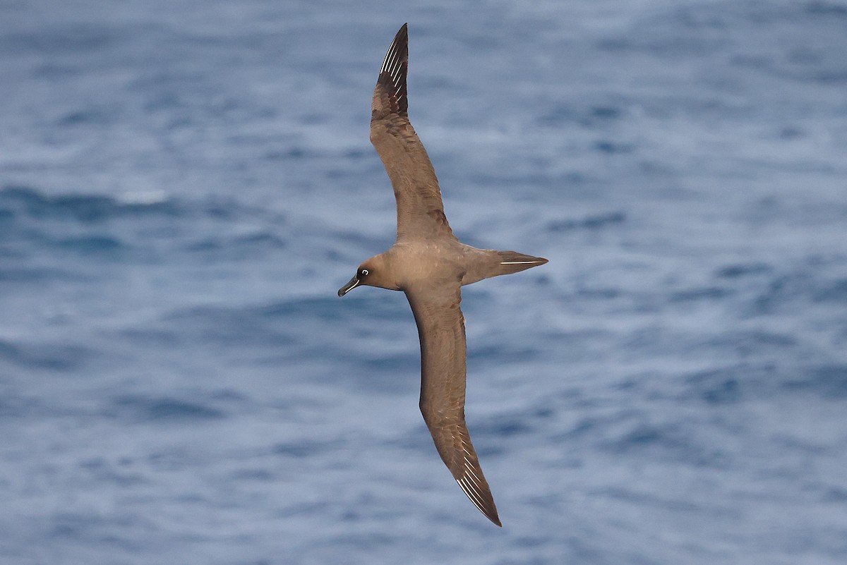 Sooty Albatross - ML639294185