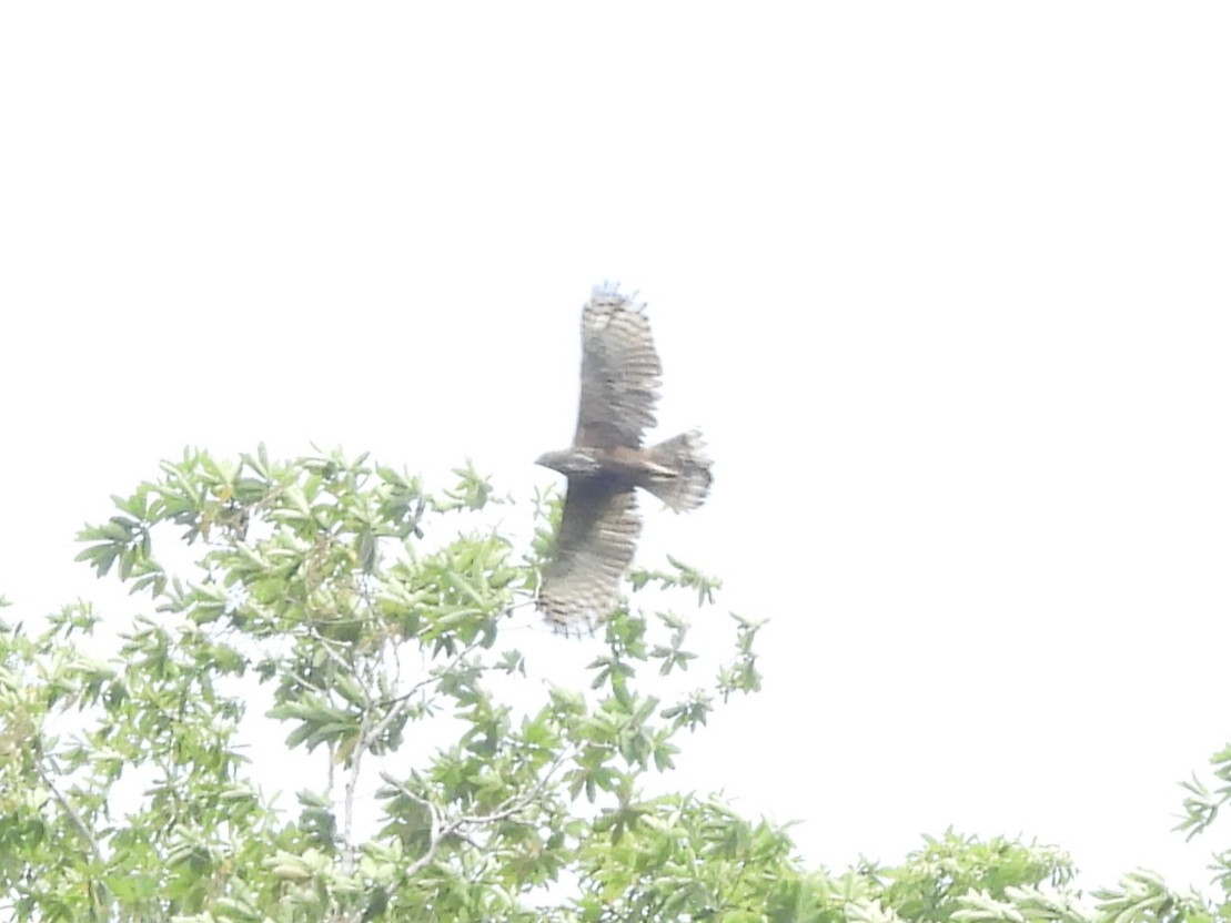 Changeable Hawk-Eagle - ML639294222