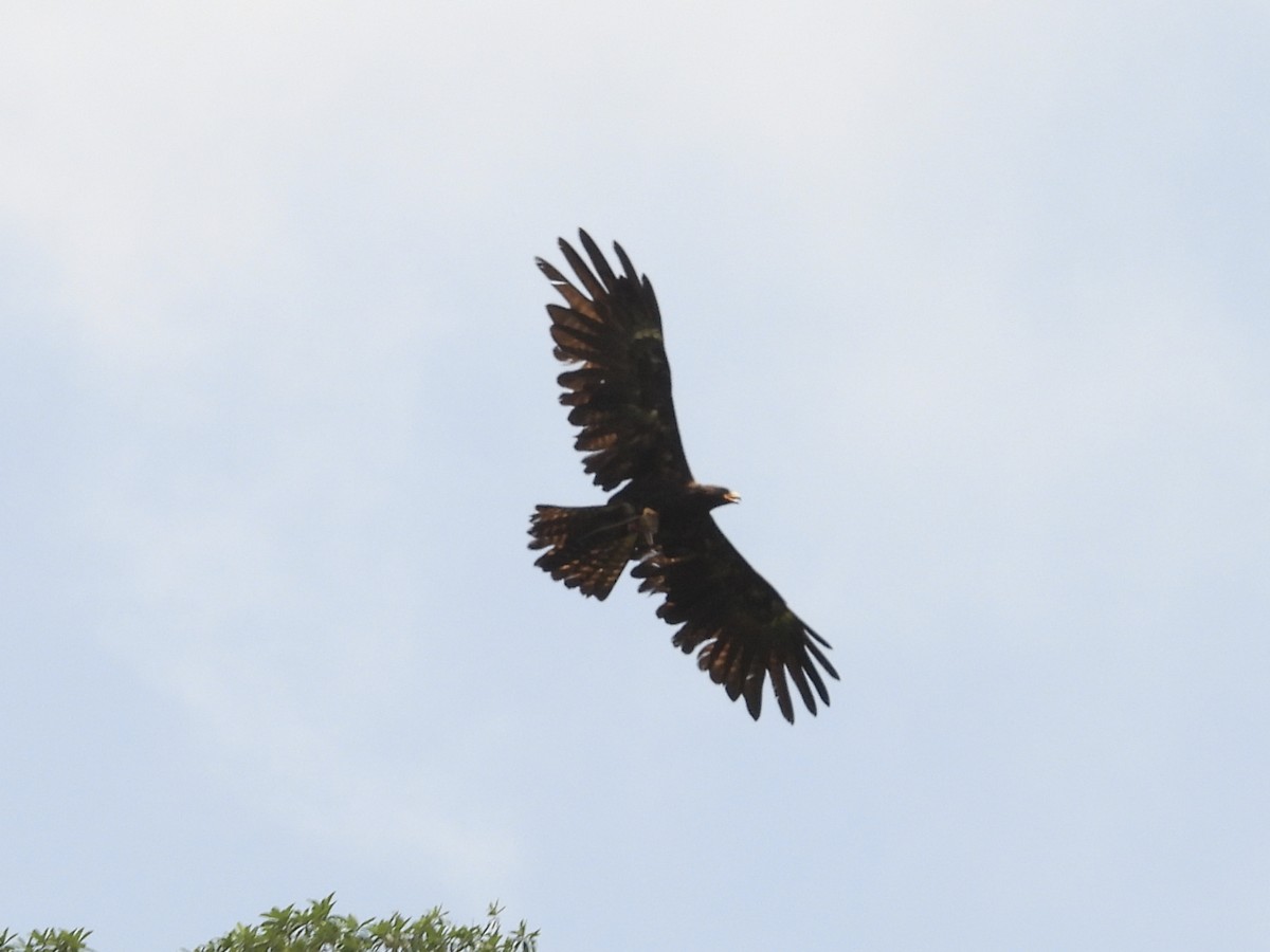 Black Eagle - ML639294234