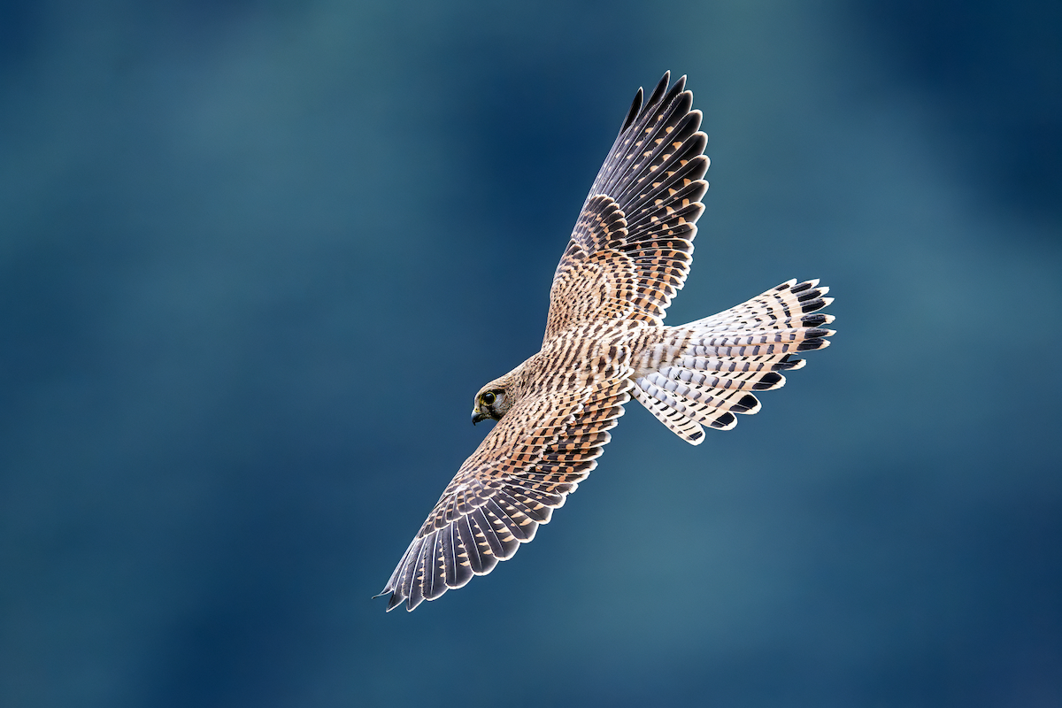 Turmfalke - ML639294238