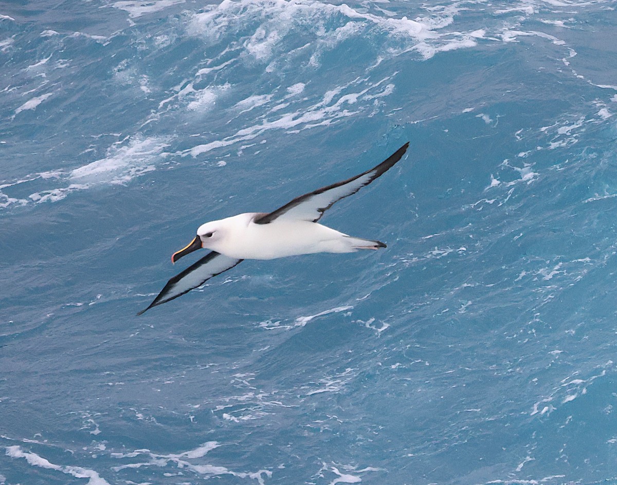 Indian Yellow-nosed Albatross - ML639294298