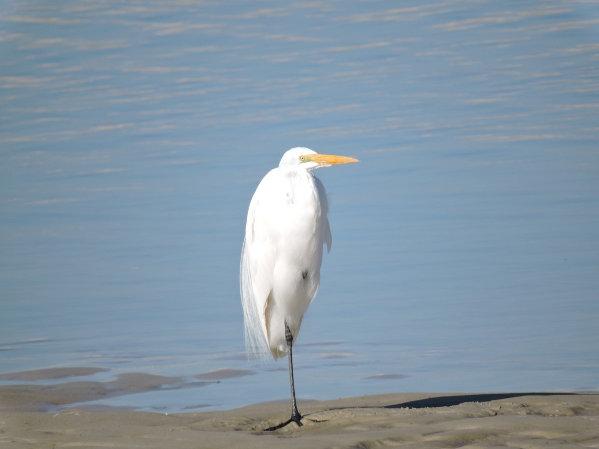Great Egret - ML639294303