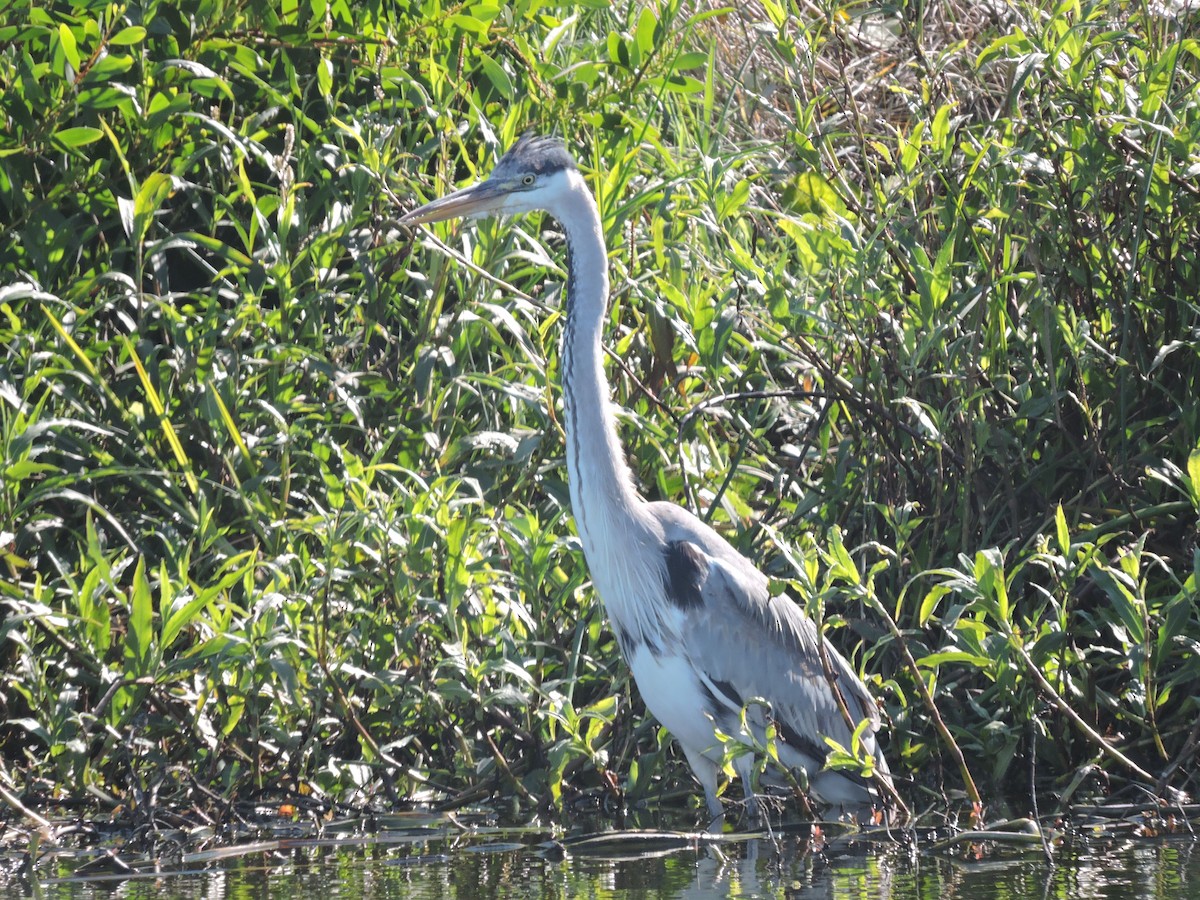 Cocoi Heron - ML639294315