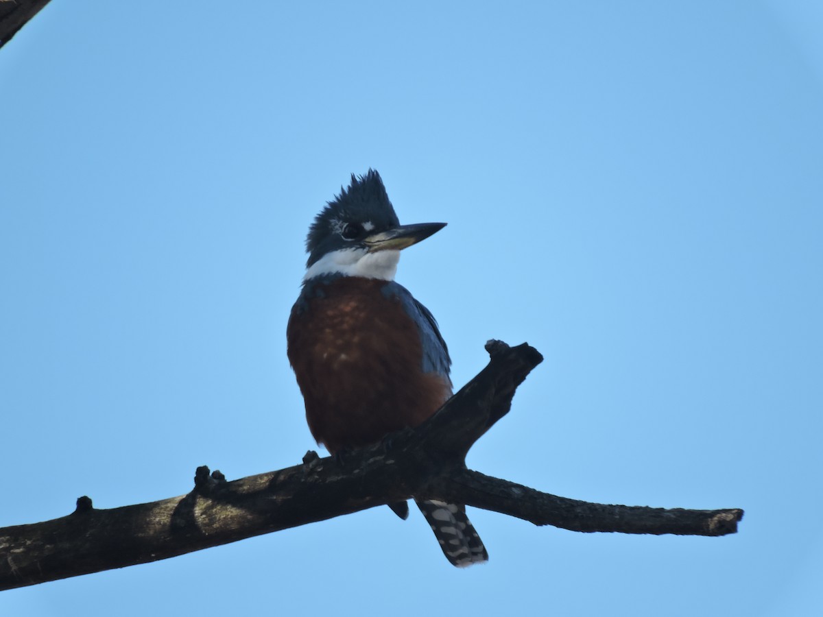 Ringed Kingfisher - ML639294325
