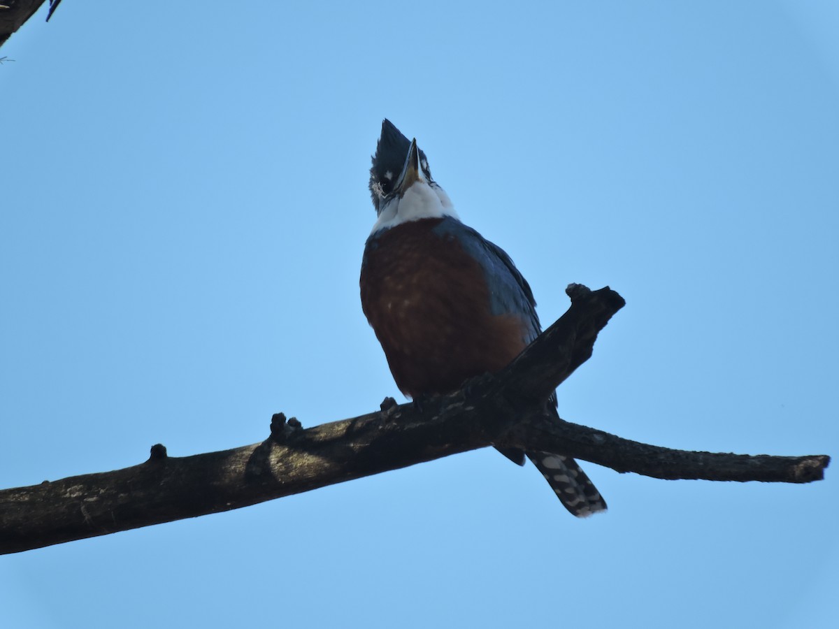 Ringed Kingfisher - ML639294326