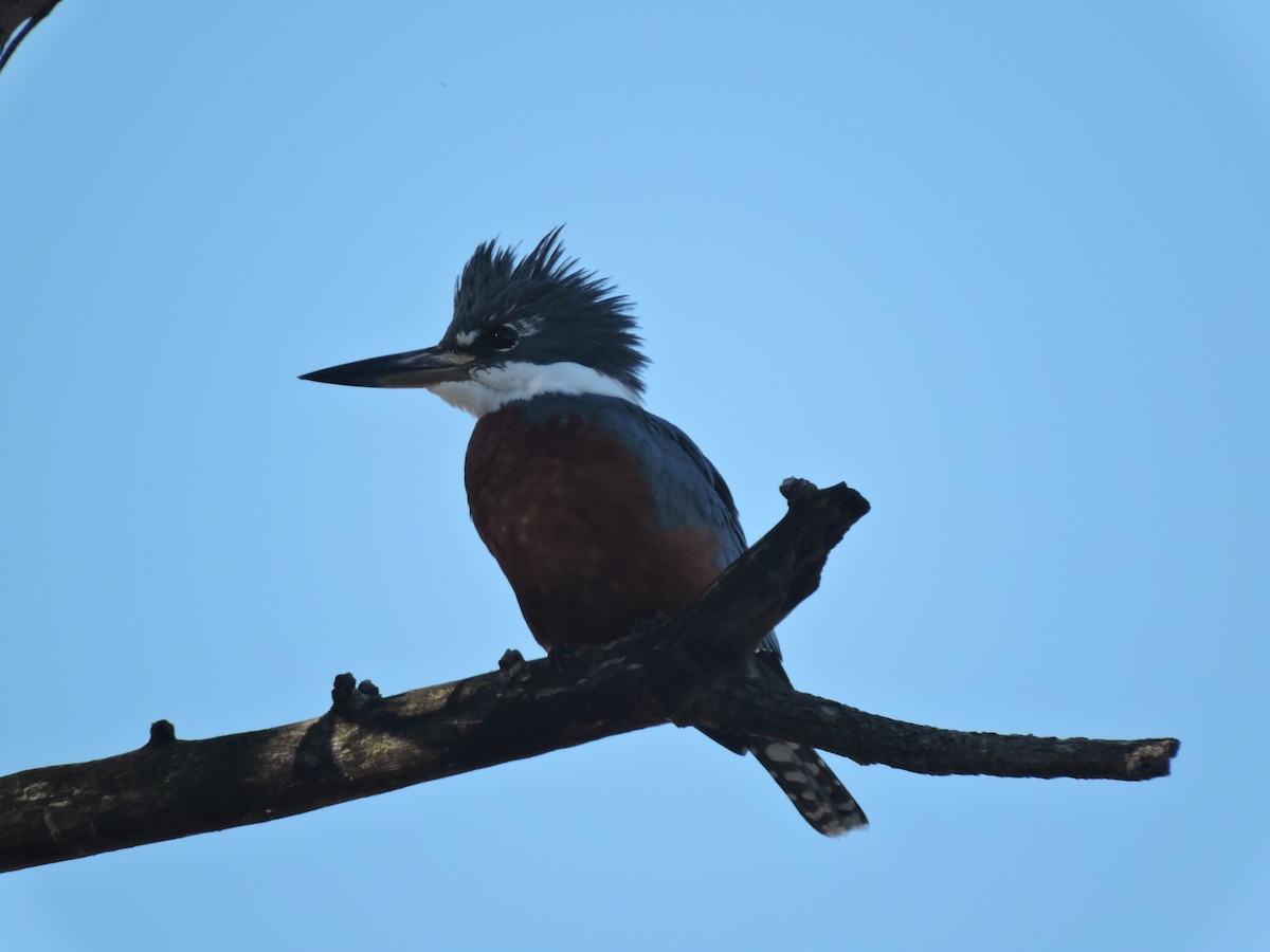 Ringed Kingfisher - ML639294327