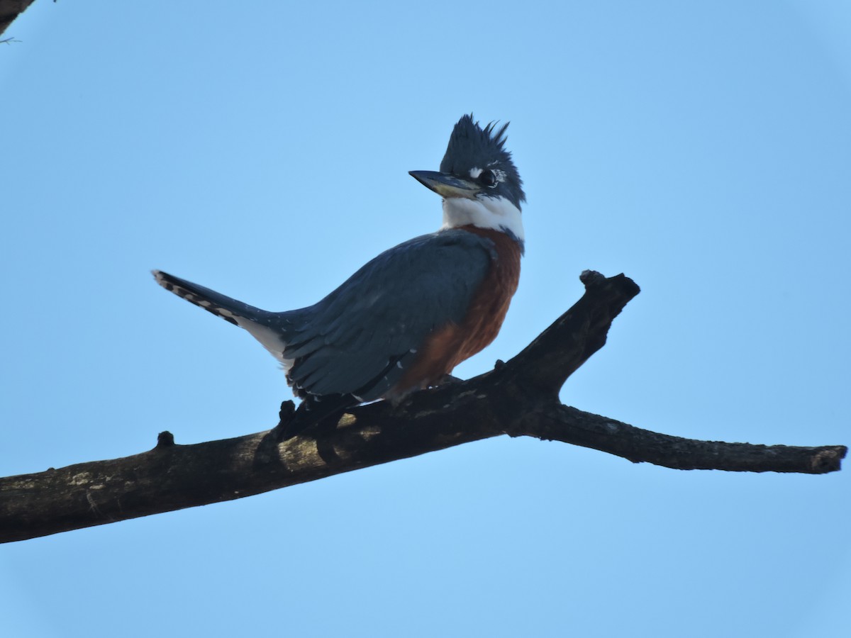 Ringed Kingfisher - ML639294328