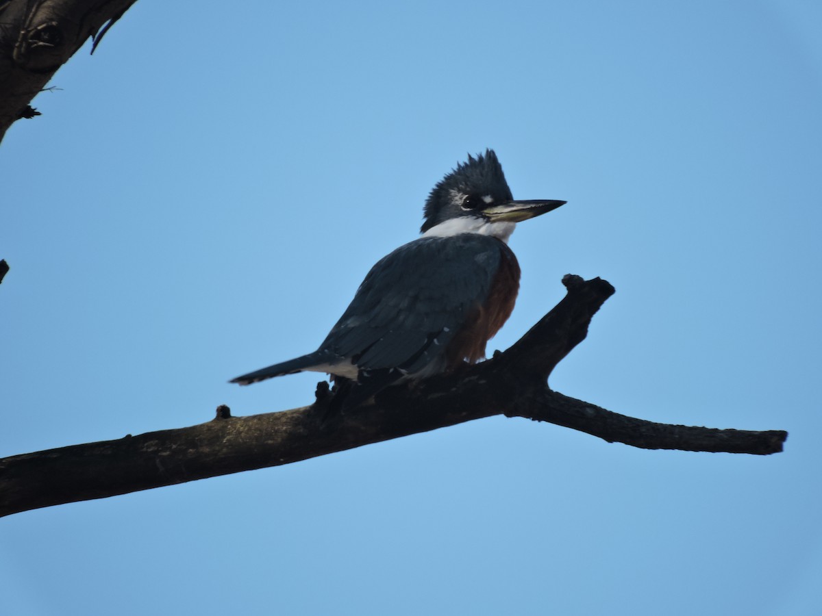 Ringed Kingfisher - ML639294329