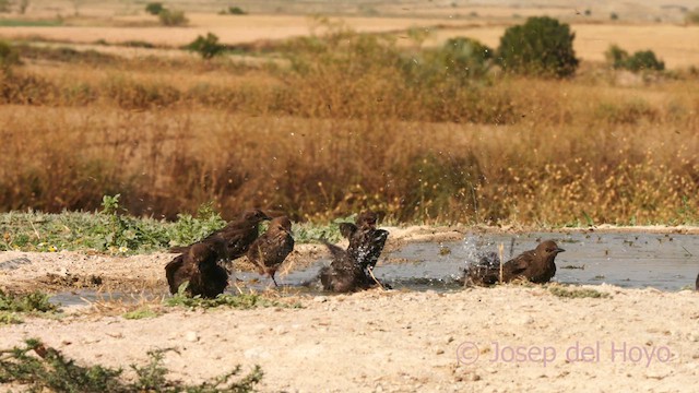 Spotless Starling - ML639294412