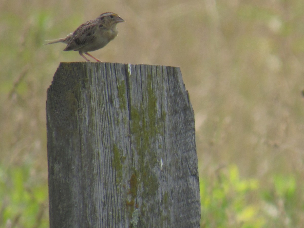 Grasshopper Sparrow - ML639294445