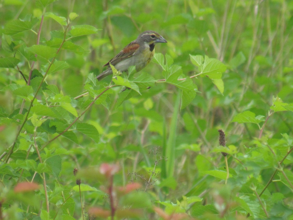 Dickcissel - ML639294457