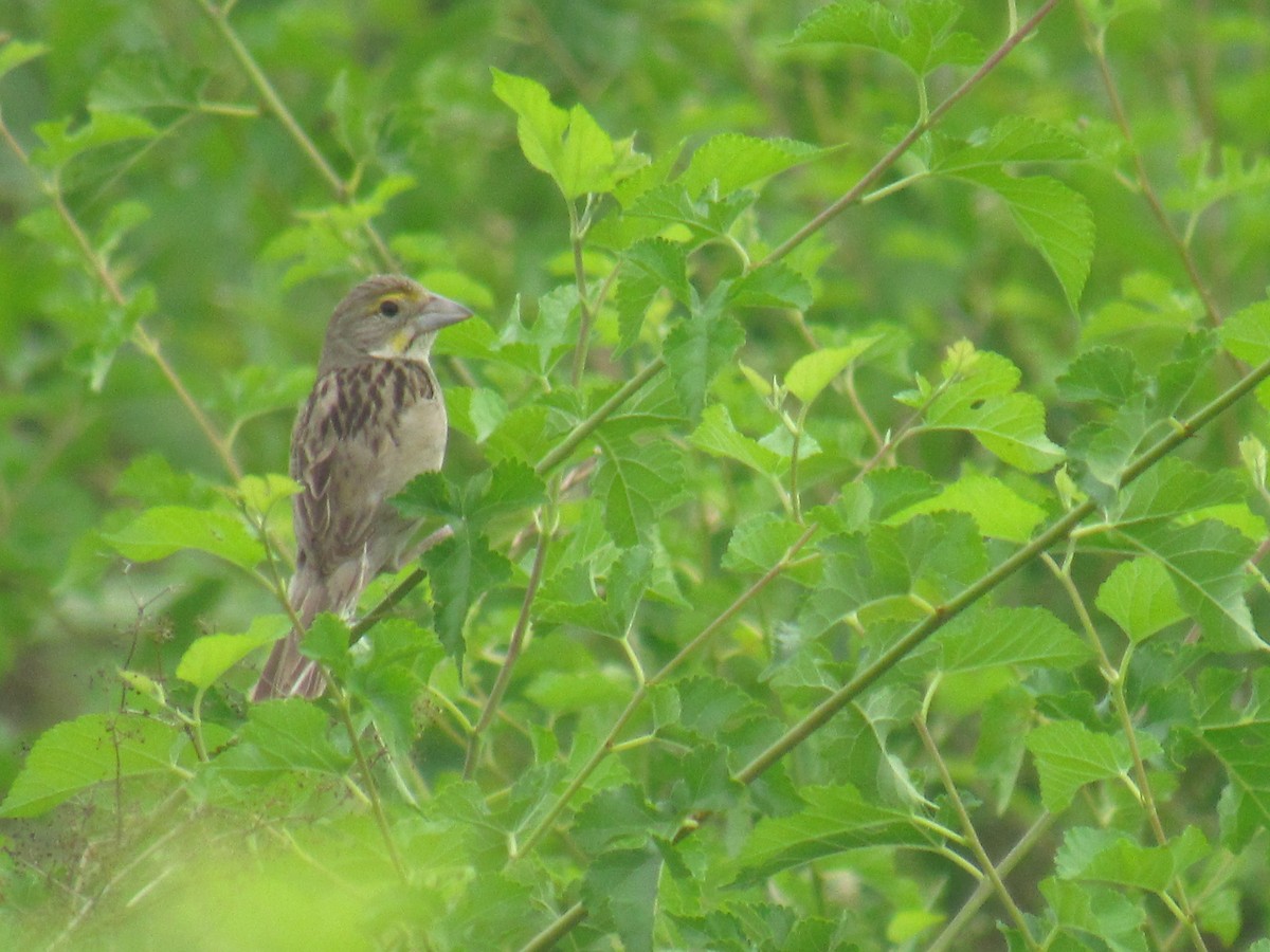 Dickcissel - ML639294458