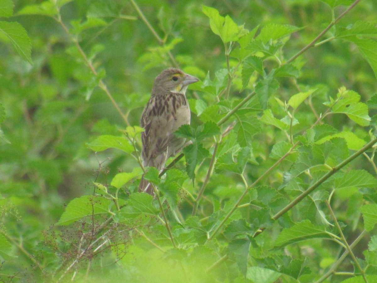 Dickcissel - ML639294459