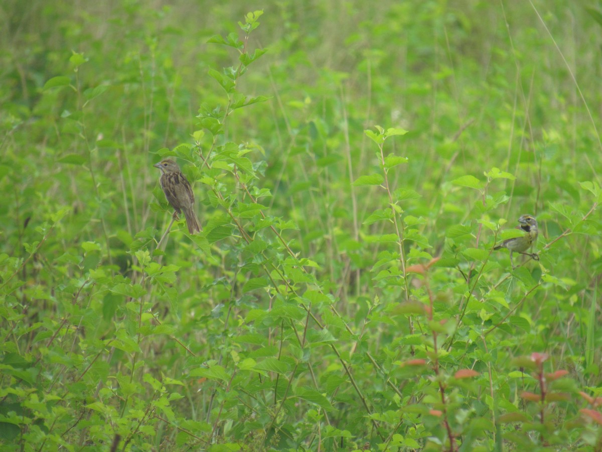 Dickcissel - ML639294460