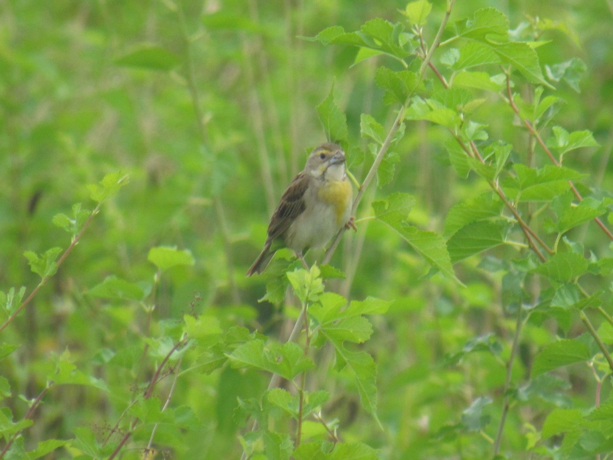 Dickcissel - ML639294462