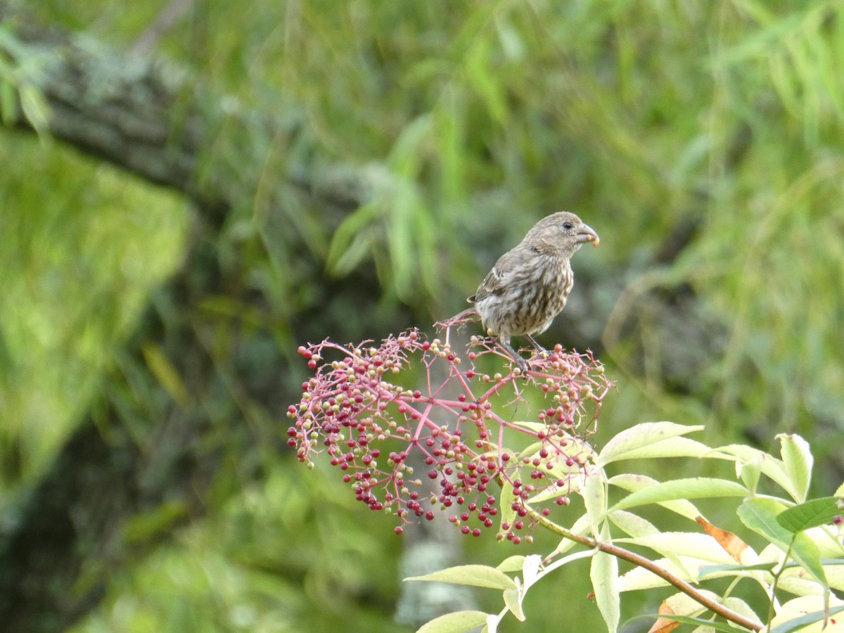 House Finch - ML639294471
