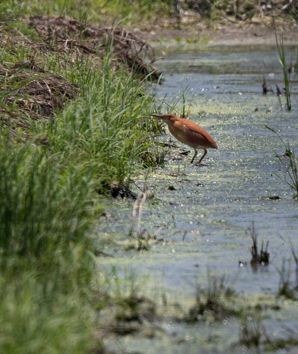 Cinnamon Bittern - ML639294547
