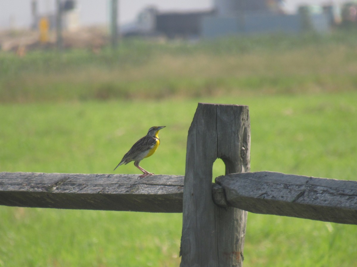 Eastern Meadowlark - ML639294559