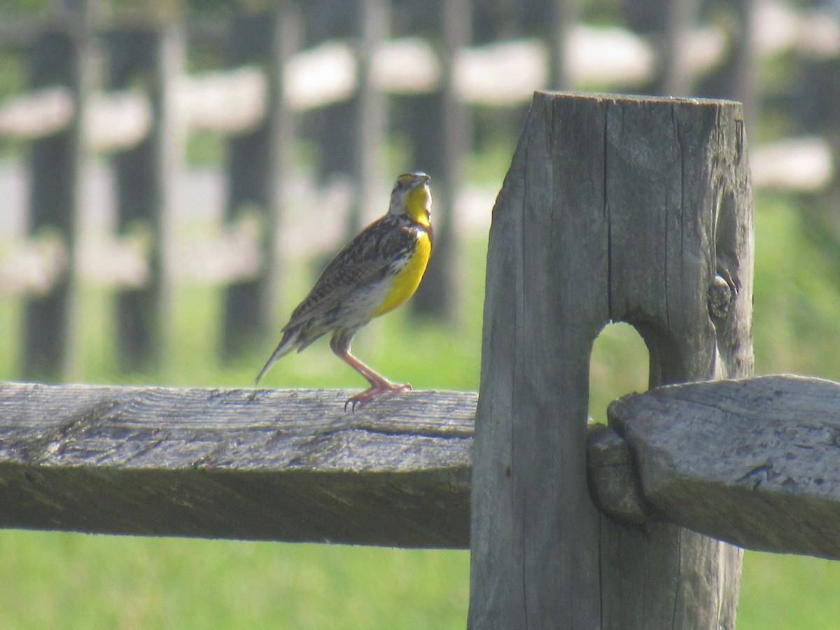 Eastern Meadowlark - ML639294560
